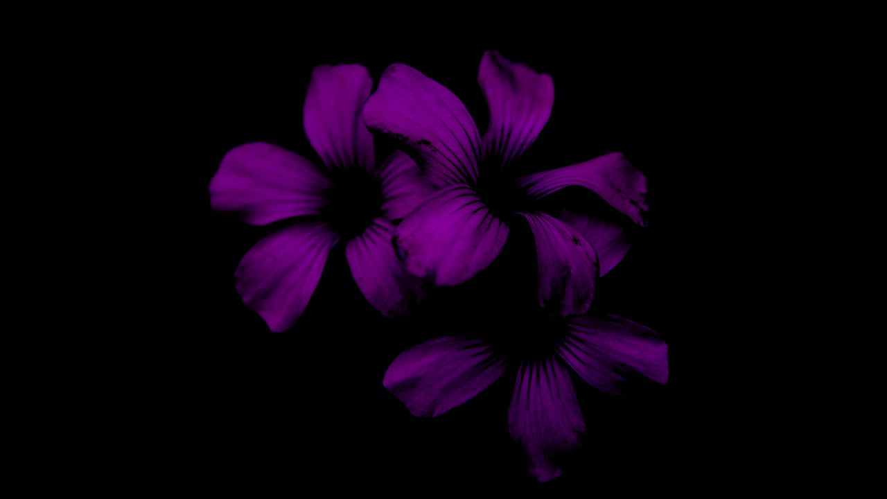 Обои сирень, цветок, темный, фиолетовый, ночь