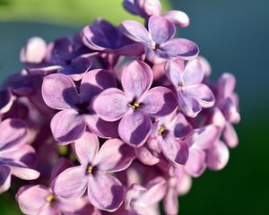 Превью обои сирень, цветы, лепестки, макро