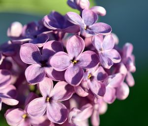 Превью обои сирень, цветы, лепестки, макро