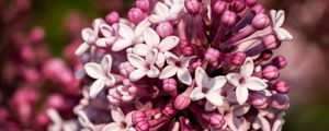 Превью обои сирень, цветы, лепестки, растение, фиолетовый, макро