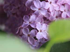 Превью обои сирень, цветы, сиреневый, макро