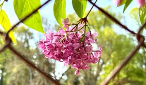 Превью обои сирень, цветы, ветка, листья, розовый, макро