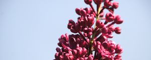 Превью обои сирень, цветы, ветка, бутоны, макро, розовый