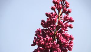 Превью обои сирень, цветы, ветка, бутоны, макро, розовый