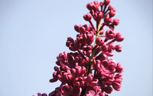 Превью обои сирень, цветы, ветка, бутоны, макро, розовый
