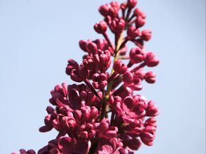 Превью обои сирень, цветы, ветка, бутоны, макро, розовый