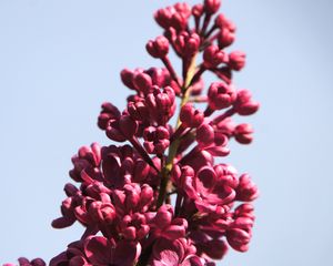 Превью обои сирень, цветы, ветка, бутоны, макро, розовый
