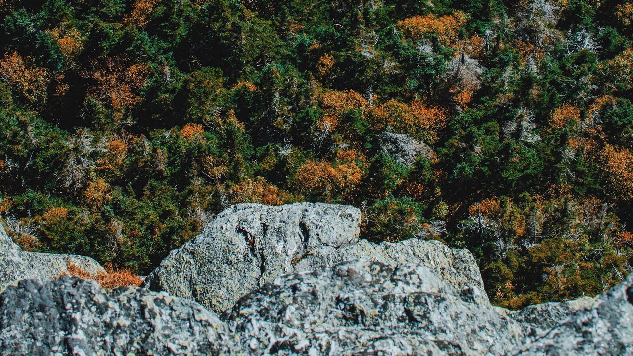 Обои скала, деревья, камень, вид сверху