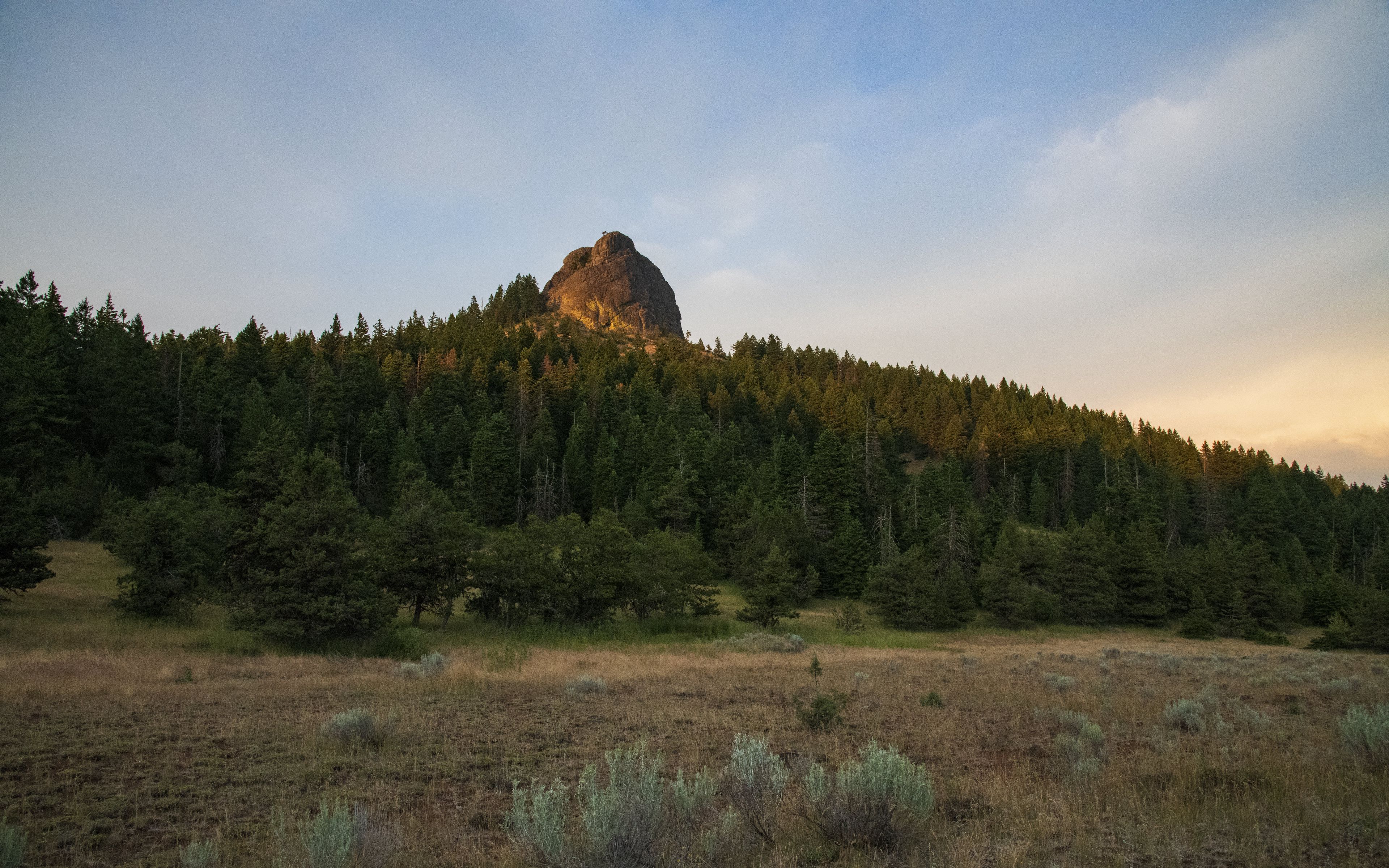 Ель скальная фото