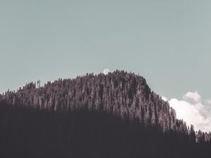 Превью обои скала, лес, деревья, тень, луна, пейзаж