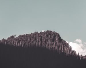 Превью обои скала, лес, деревья, тень, луна, пейзаж