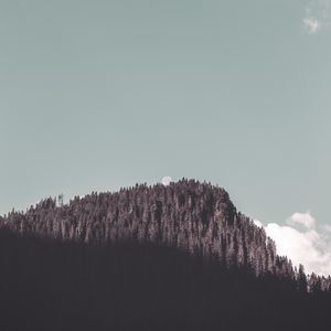 Превью обои скала, лес, деревья, тень, луна, пейзаж