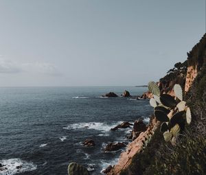 Превью обои скала, море, побережье, кактусы