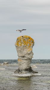 Превью обои скала, море, птица, полет, природа