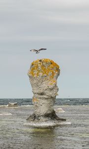 Превью обои скала, море, птица, полет, природа