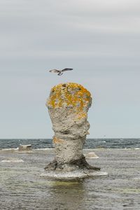 Превью обои скала, море, птица, полет, природа