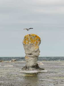 Превью обои скала, море, птица, полет, природа