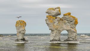 Превью обои скала, море, птица, полет, природа