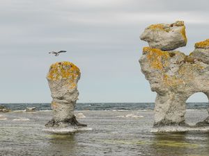 Превью обои скала, море, птица, полет, природа