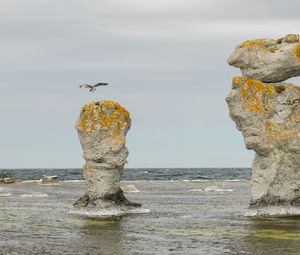 Превью обои скала, море, птица, полет, природа