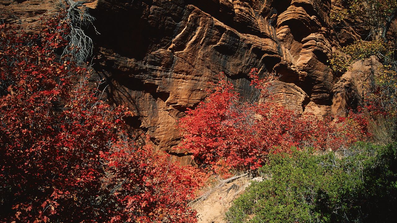 Обои скалы, камни, осень, деревья, листья, разноцветные, ветки