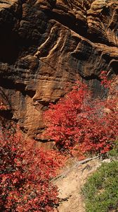 Превью обои скалы, камни, осень, деревья, листья, разноцветные, ветки