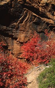 Превью обои скалы, камни, осень, деревья, листья, разноцветные, ветки