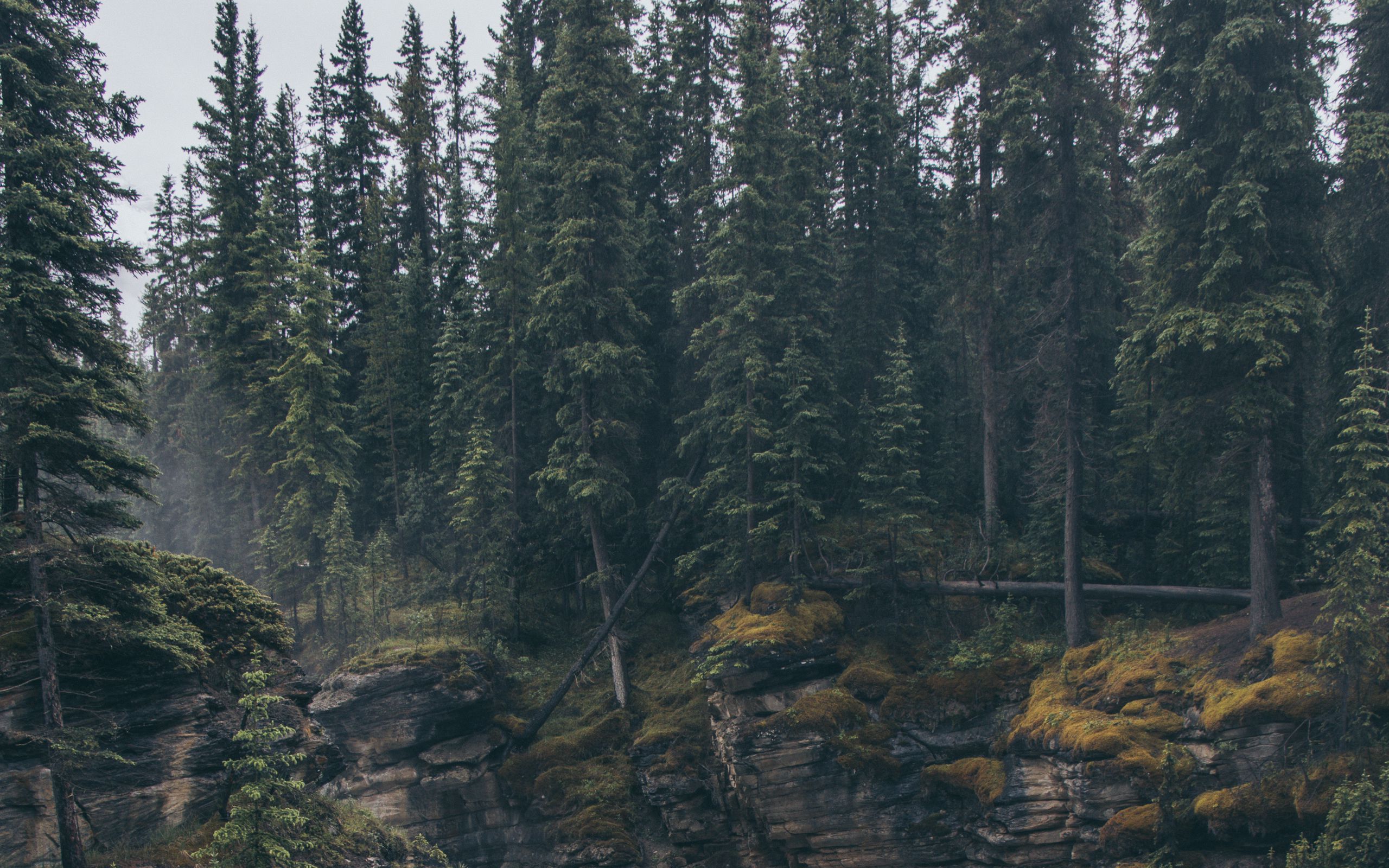 Forest rock. Лес ультраширокий. Рок в лесу. Скалы с деревьями. Wood Forest.