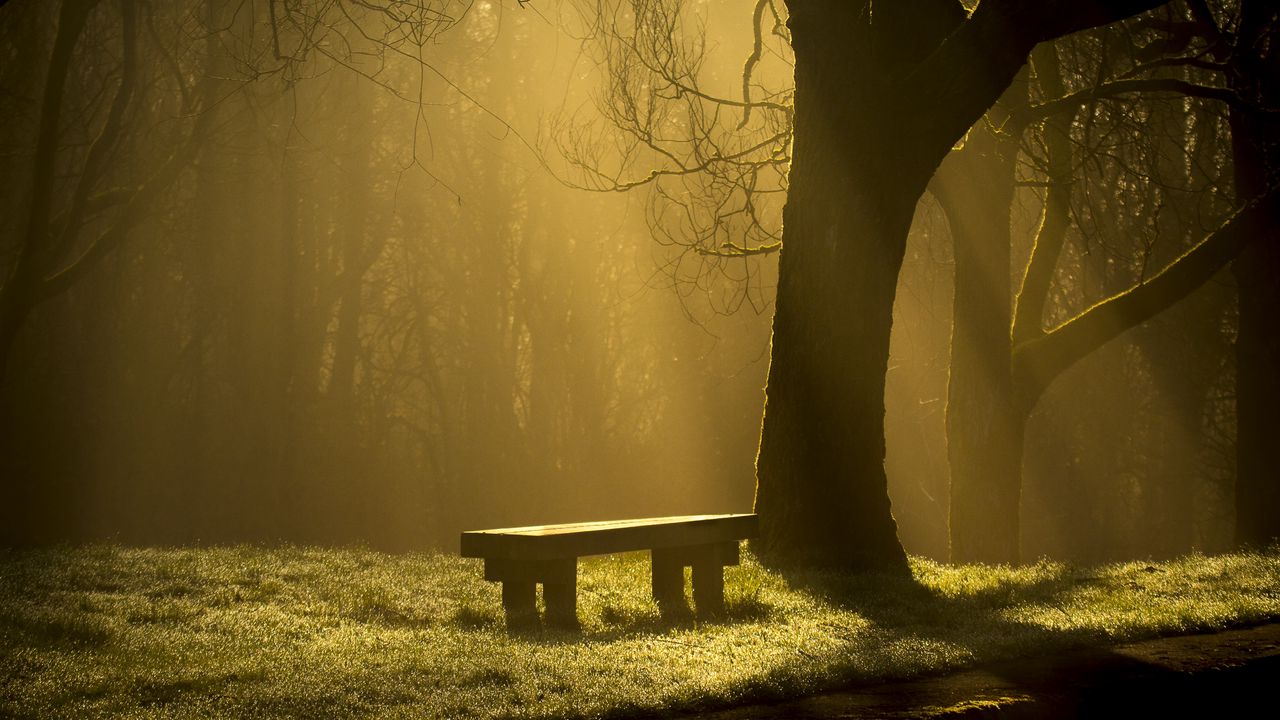 Обои скамейка, лес, туман