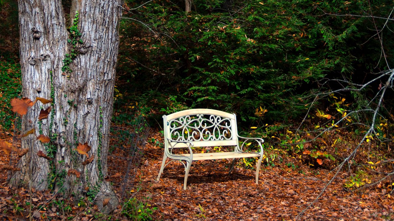 Обои скамейка, осень, листва, дерево