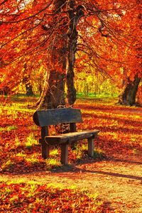 Превью обои скамейка, осень, парк, листва
