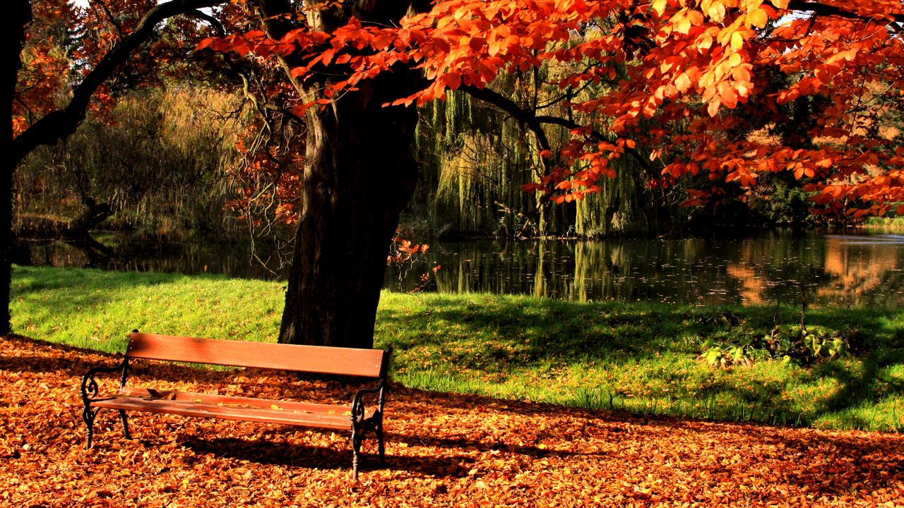 Обои скамейка, парк, дерево, осень, озеро, свет, газон