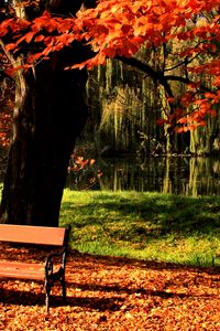 Превью обои скамейка, парк, дерево, осень, озеро, свет, газон
