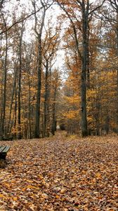 Превью обои скамейки, парк, листья, осень, пустота, напротив