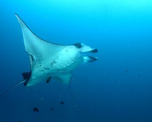 Превью обои скат, морской, подводный мир, плавать