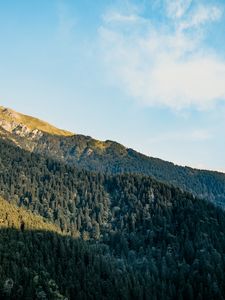 Превью обои склон, деревья, лес, небо