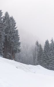 Превью обои склон, деревья, снег, метель, зима