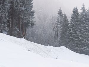 Превью обои склон, деревья, снег, метель, зима