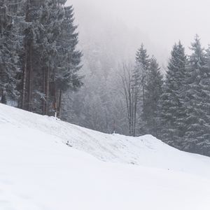 Превью обои склон, деревья, снег, метель, зима