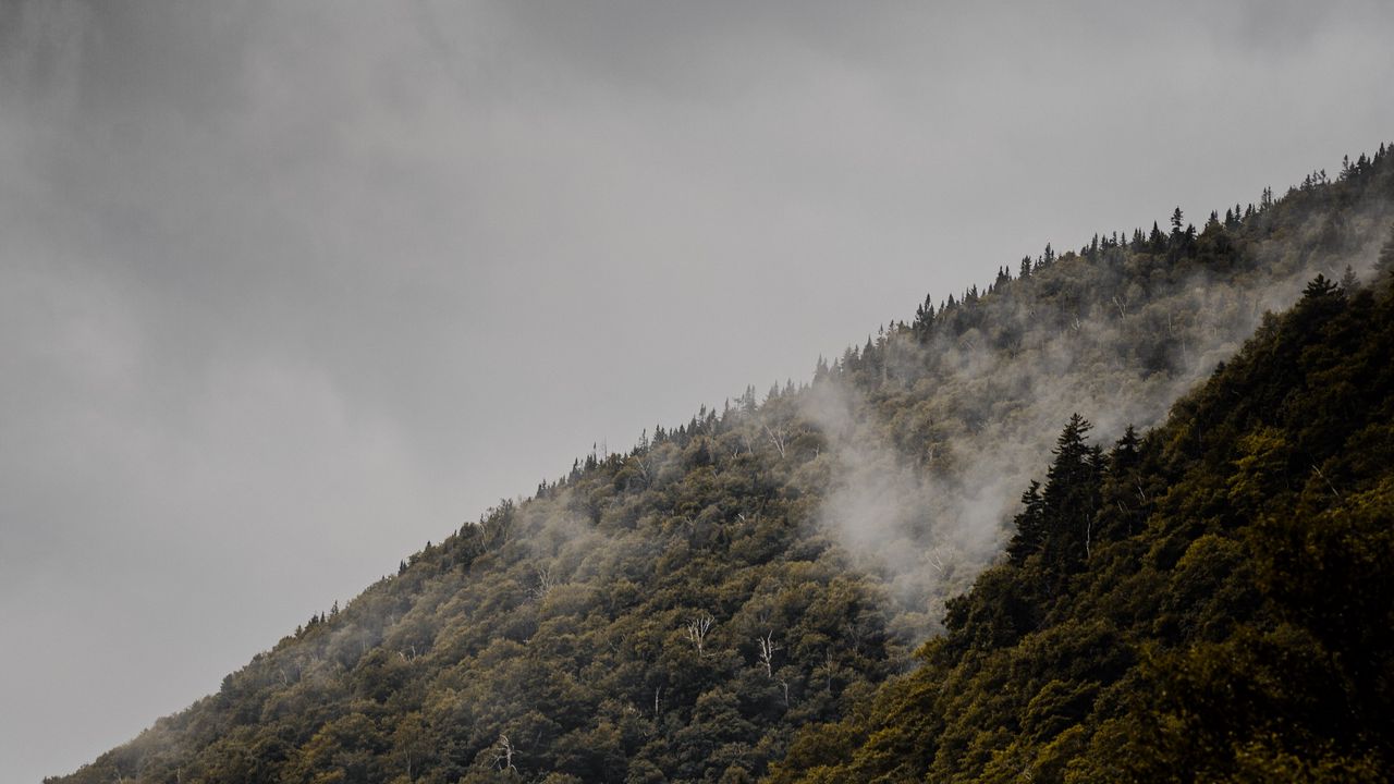 Обои склон, деревья, туман, холм