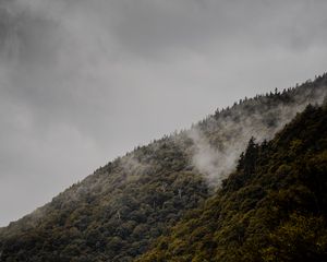 Превью обои склон, деревья, туман, холм