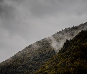 Превью обои склон, деревья, туман, холм