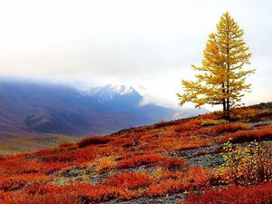 Превью обои склон, дерево, одинокое, осень, краски