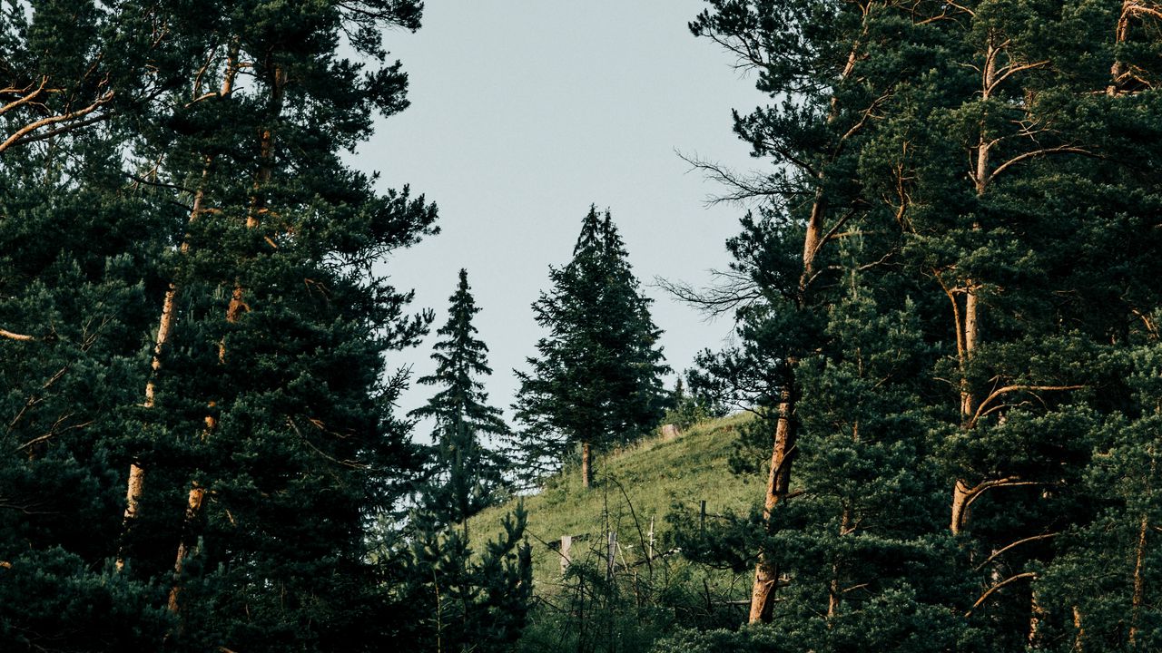Обои склон, ель, деревья, лес, природа