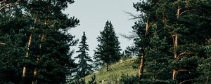 Превью обои склон, ель, деревья, лес, природа
