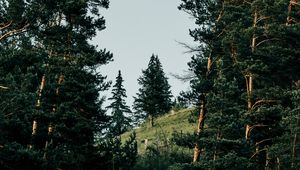 Превью обои склон, ель, деревья, лес, природа