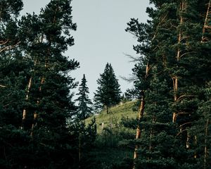 Превью обои склон, ель, деревья, лес, природа