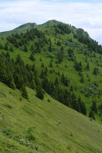 Превью обои склон, гора, деревья, трава, природа