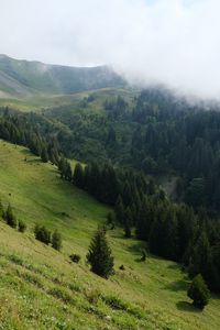 Превью обои склон, лес, деревья, облако, пейзаж, природа