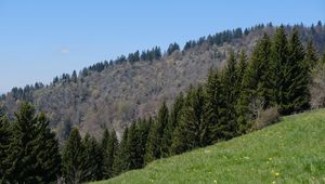 Превью обои склон, лес, деревья, трава, лето, природа
